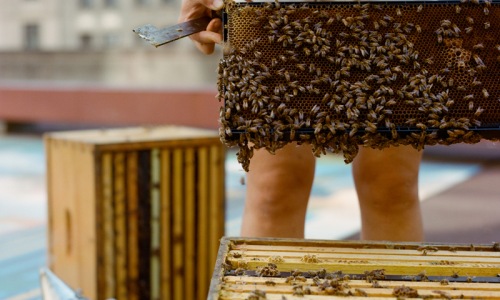 a woman harvesting honey